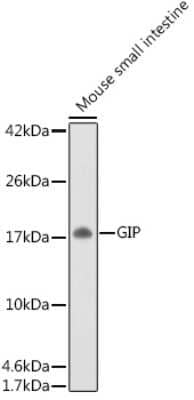 Western Blot: GIP AntibodyAzide and BSA Free [NBP3-04865]